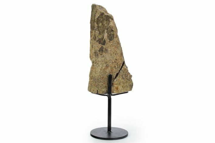 Fossil Triceratops Limb Section w/ Metal Stand - South Dakota #354295